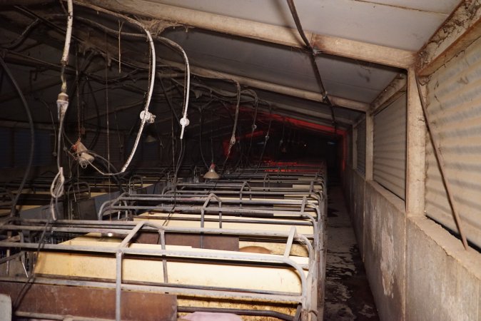 Farrowing crates at Ludale Piggery SA