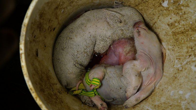 Bucket of dead piglets