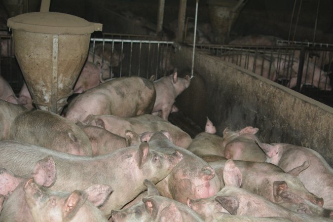 Group housing for grower pigs