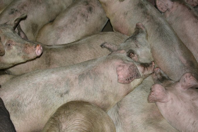 Group housing for grower pigs