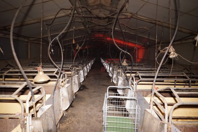 Farrowing crates at Ludale Piggery SA