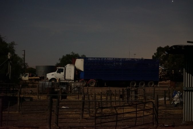 Pig transport truck