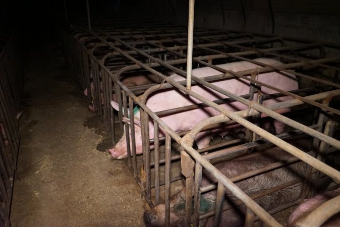 Sow stalls at Ludale Piggery SA