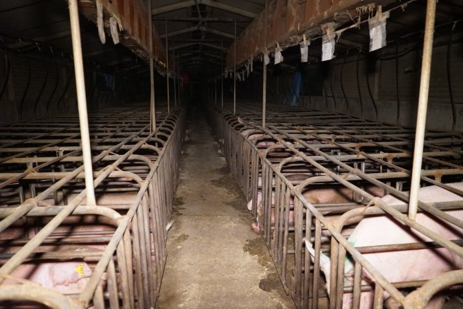 Sow stalls at Ludale Piggery SA