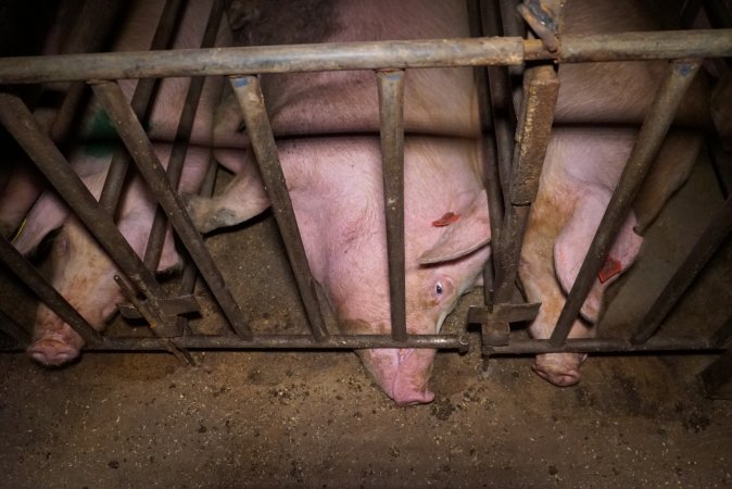 Sow stalls at Ludale Piggery SA