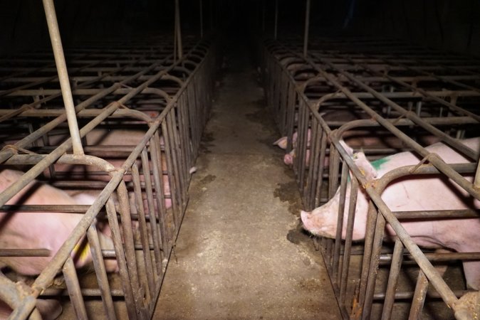 Sow stalls at Ludale Piggery SA