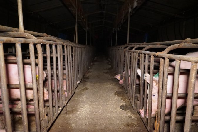 Sow stalls at Ludale Piggery SA