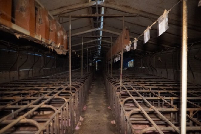 Farrowing crates at Ludale Piggery SA