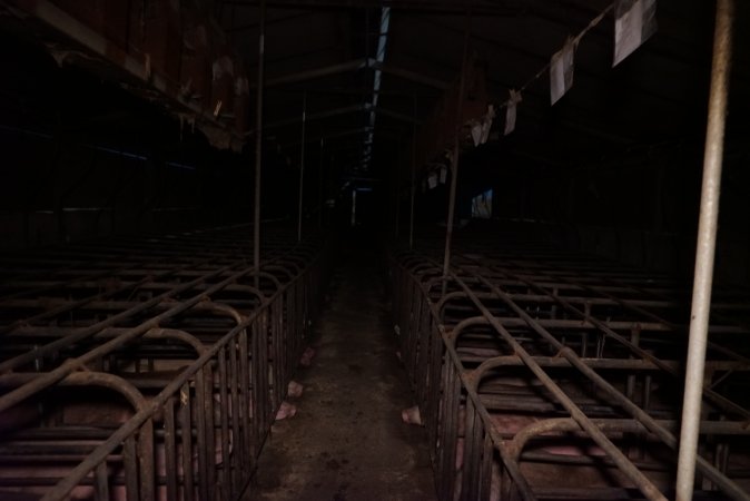 Sow stalls at Ludale Piggery SA