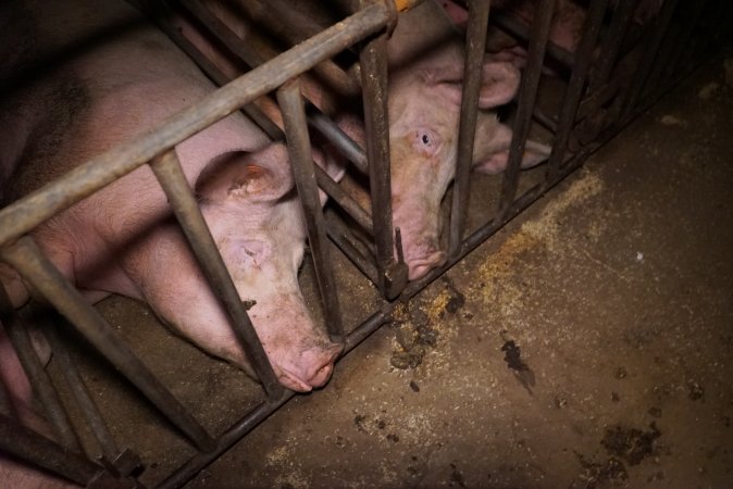 Sow stalls at Ludale Piggery SA