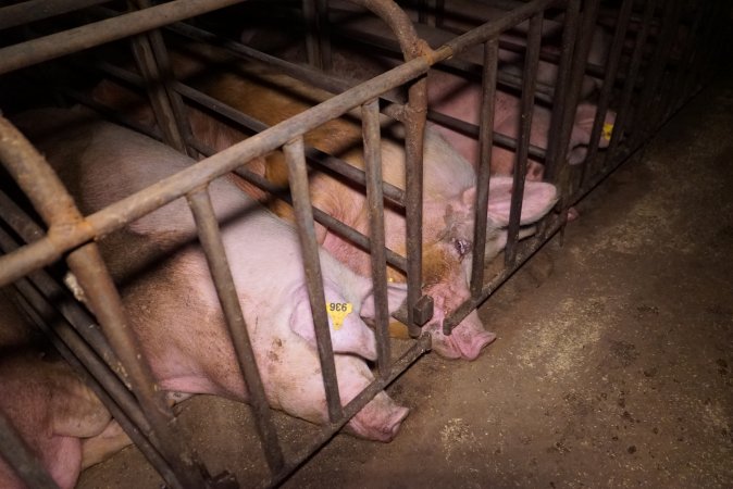 Sow stalls at Ludale Piggery SA