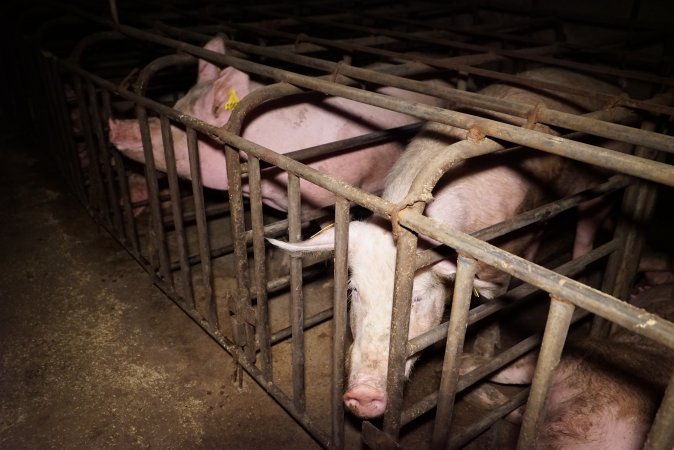 Sow stalls at Ludale Piggery SA