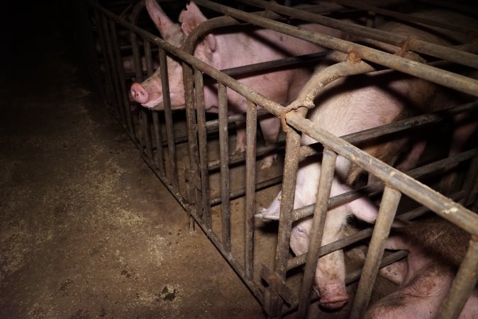 Sow stalls at Ludale Piggery SA