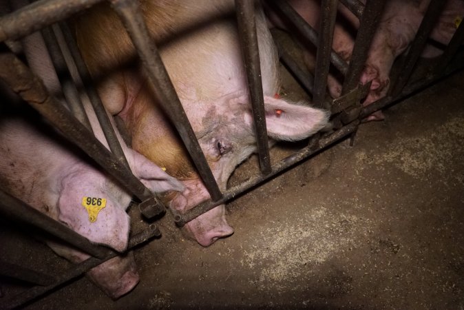 Sow stalls at Ludale Piggery SA