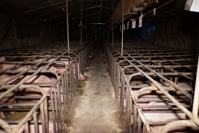 Sow stalls at Ludale Piggery SA