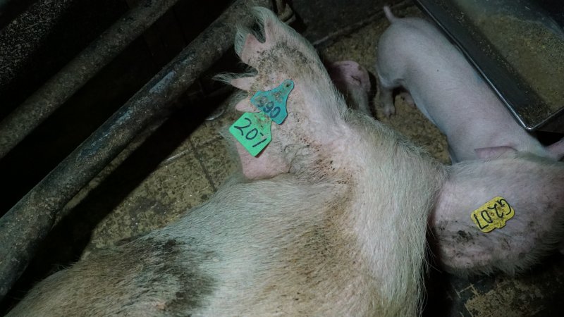 Farrowing crates