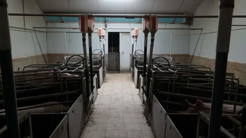 Farrowing crate room