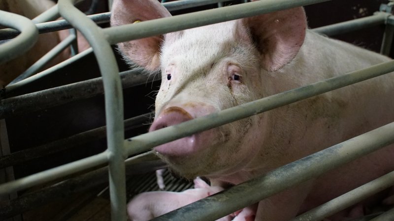 Farrowing crates