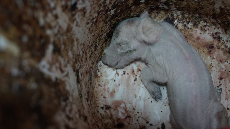 Dead piglet in bucket