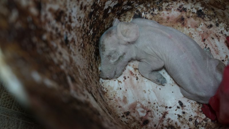 Dead piglet in bucket