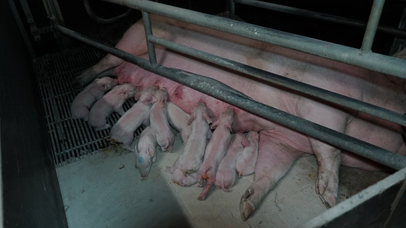 Farrowing crates