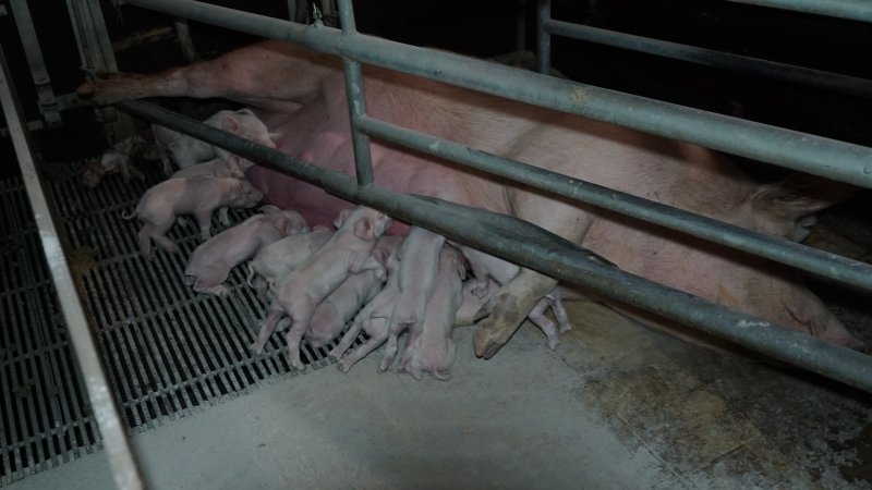 Farrowing crates