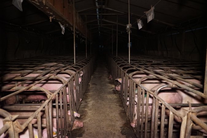 Sow stalls at Ludale Piggery SA