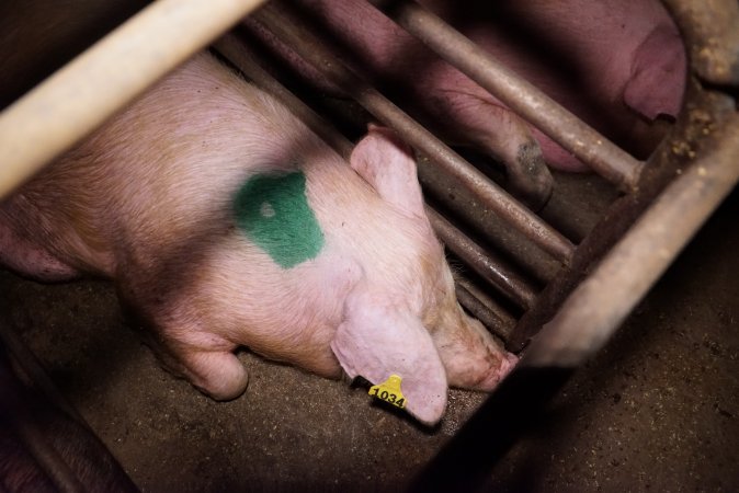 Sow stalls at Ludale Piggery SA