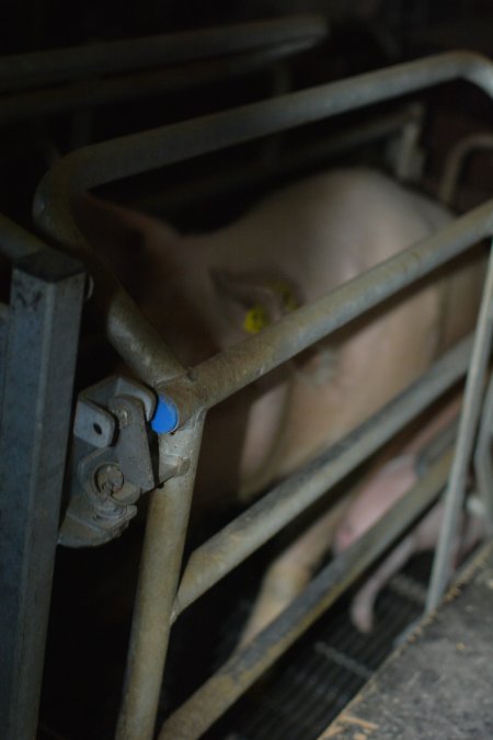 Farrowing crates