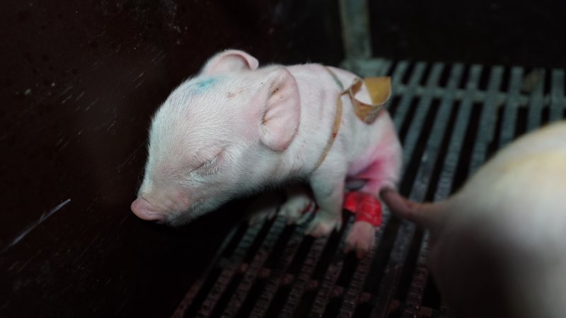 Piglet with splayleg tape