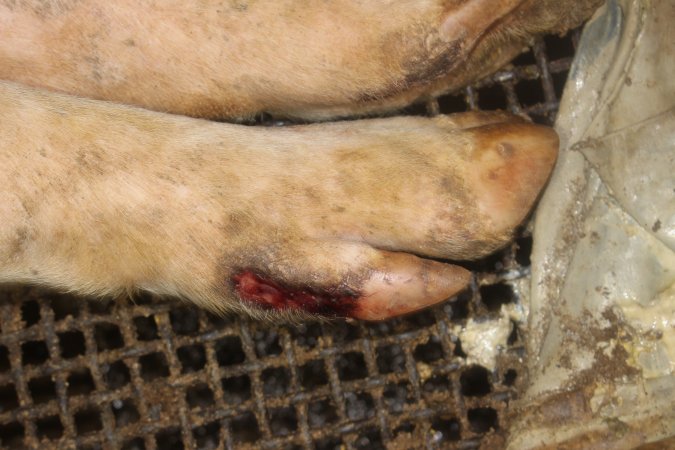 Sow with foot / hoof injury