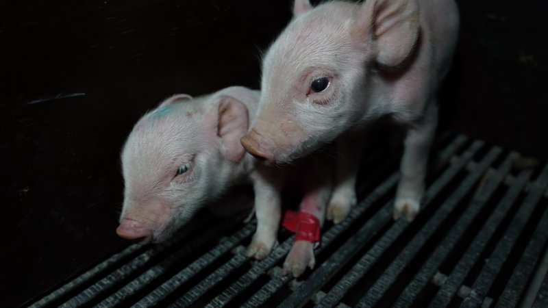 Piglets in farrowing crate