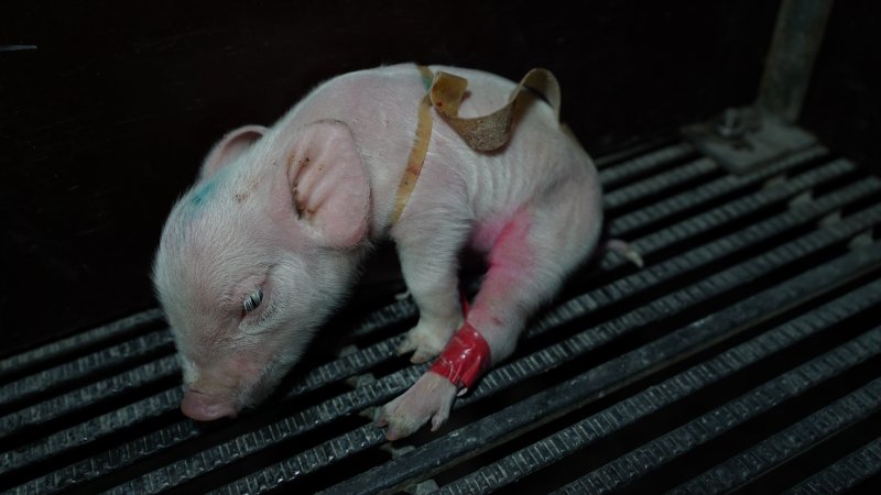 Piglet with splayleg tape