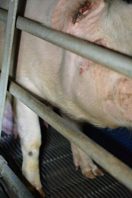 sow with ear issues in farrowing crates