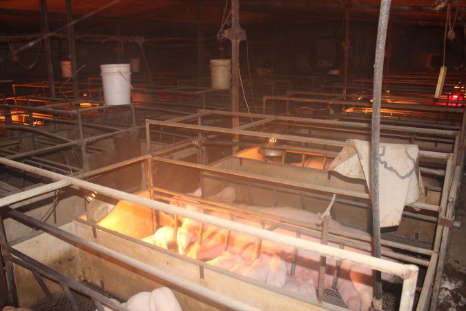 Farrowing crates