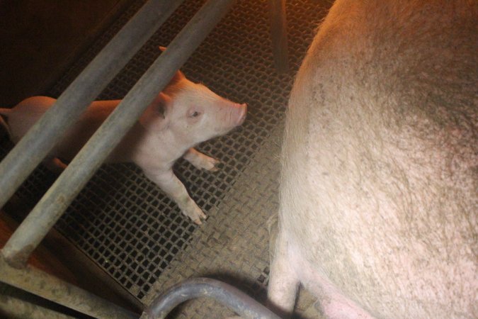 Farrowing crates