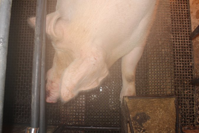 Farrowing crates