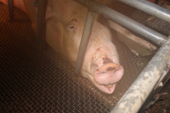 Farrowing crates