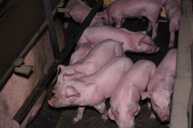 Farrowing crates at Ludale Piggery SA