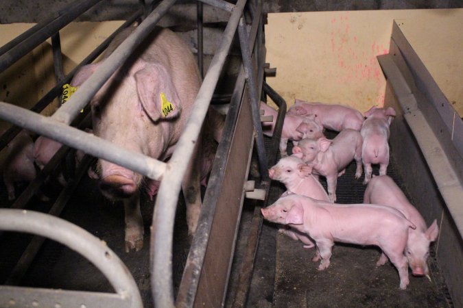 Farrowing crates at Ludale Piggery SA