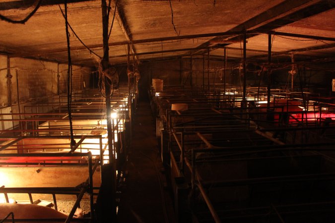 Farrowing crates