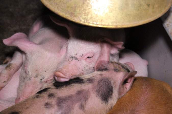 Farrowing crates at Ludale Piggery SA