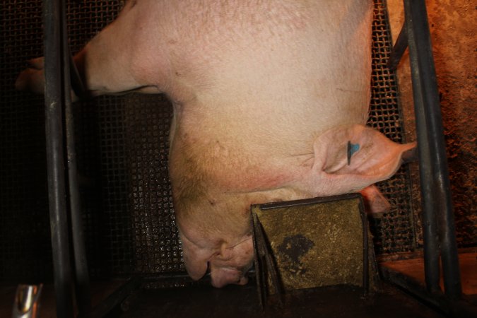 Farrowing crates