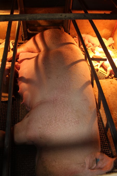 Farrowing crates