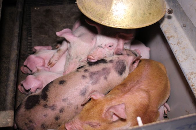 Farrowing crates at Ludale Piggery SA