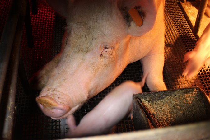 Farrowing crates