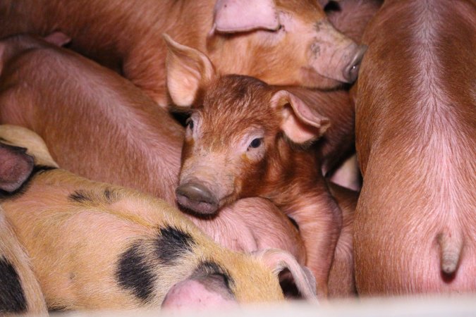 Farrowing crates at Ludale Piggery SA