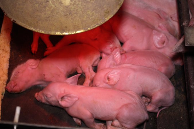 Farrowing crates at Ludale Piggery SA