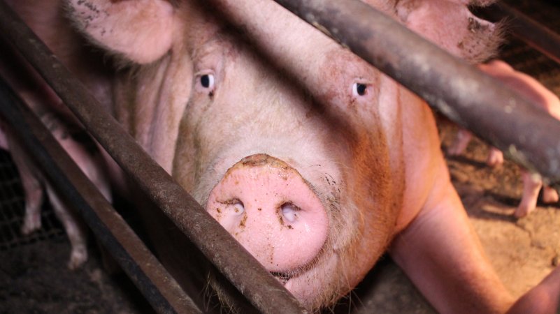 Farrowing crates