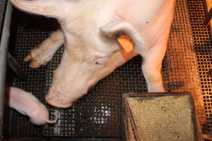 Farrowing crates